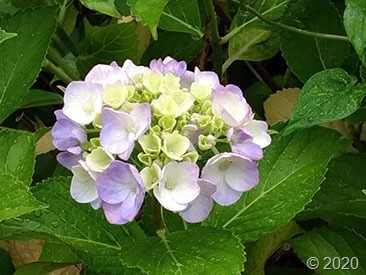 P_20200614_154340_vHDR_Auto