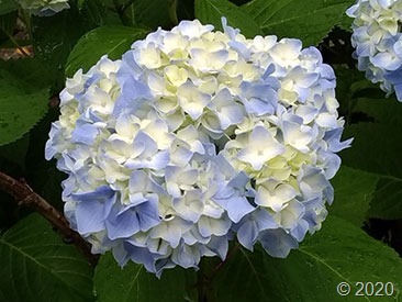 P_20200614_154441_vHDR_Auto