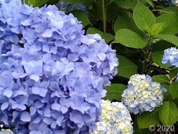 P_20200614_154447_vHDR_Auto
