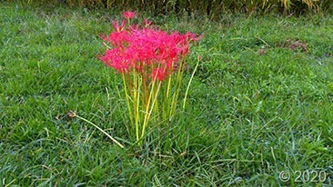 HORIZON_0002_BURST20200925171725608