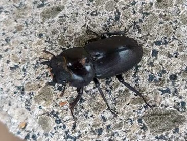 IMG_20210618_071455