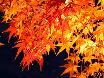 DSCN1705