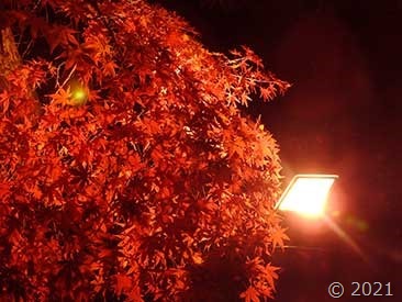 DSCN1781