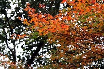 IMG_2798