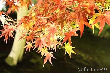IMG_3928 IMG_3928