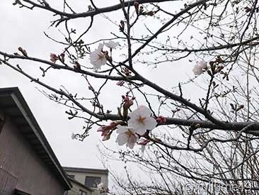 IMG_20240402_170742
