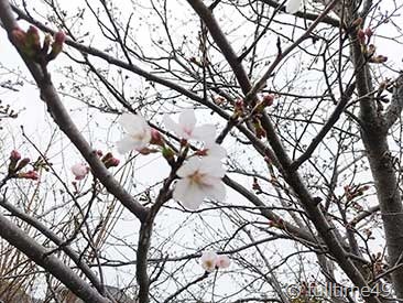 IMG_20240402_170752